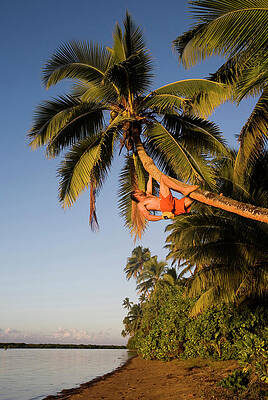 Wall Art - Photograph - A Young Man Climbs Up A Leaning Palm by Michael Hanson