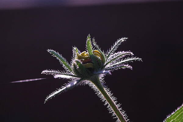 About To Burst by Catia Juliana About To Burst by Catia Juliana