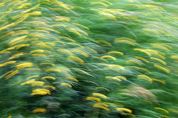 Wall Art - Photograph - Abstract blurred flower meadow in spring by Matthias Hauser