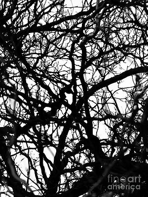 Abstract Branches by Robert Yaeger Abstract Branches by Robert Yaeger