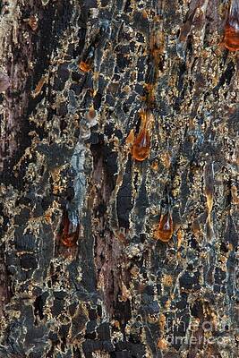 Wall Art - Photograph - Abstract of Sap on Tree Bark by John Harmon
