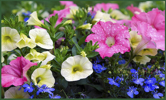 Abundance of Color by Carolyn Hall Abundance of Color by Carolyn Hall