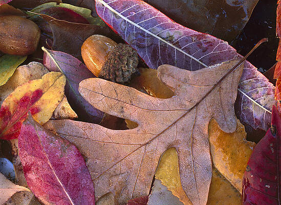 Wall Art - Photograph - Acorns And Fall Leaves Petit Jean State by Tim Fitzharris