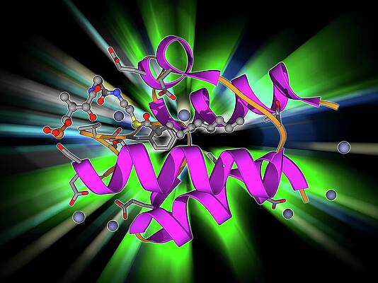 Wall Art - Photograph - Acyl Carrier Protein Molecule by Science Photo Library