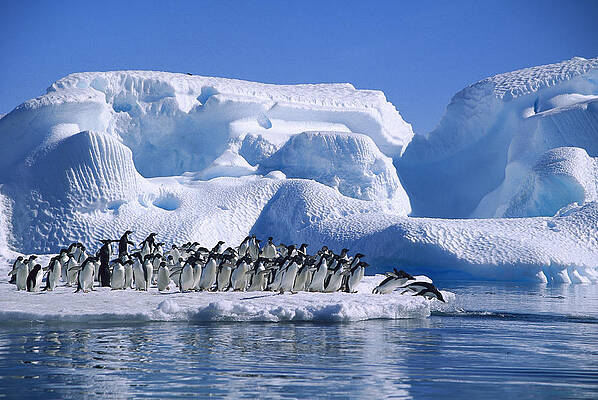 Wall Art - Photograph - Adelie Penguins Diving From Icefloe by Colin Monteath