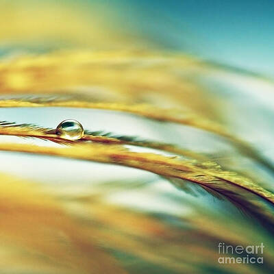 Wall Art - Photograph - Adopt The Pace Of Nature- Feather Photograph by Sylvia Cook
