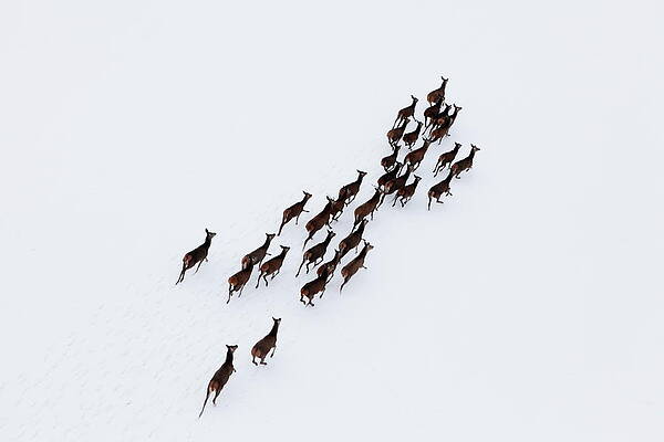 Aerial Photo Of A Herd Of Deer Running Print by Dariuszpa