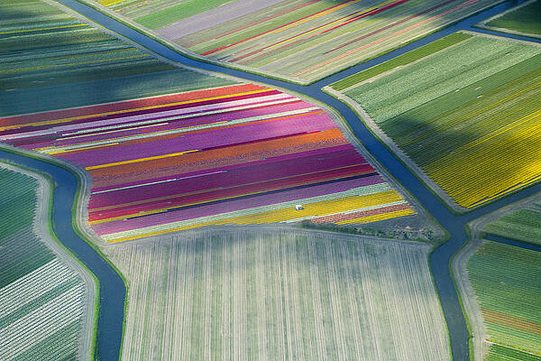 Aerial View Of Flower Fields In Spring Print by Frans Sellies
