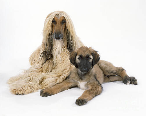 Wall Art - Photograph - Afghan Hound And Puppy Dog by John Daniels
