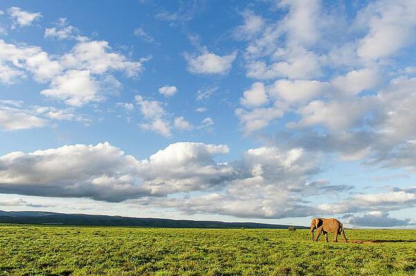 Wall Art - Photograph - African Elephant In Open Grasslands by Science Photo Library