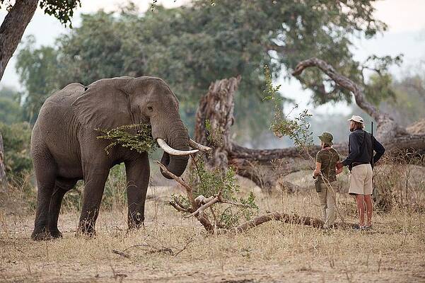 Wall Art - Photograph - African Elephant With Tourist And Guide by Science Photo Library