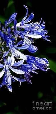 African Lily in Funchal by Samuel James African Lily in Funchal by Samuel James