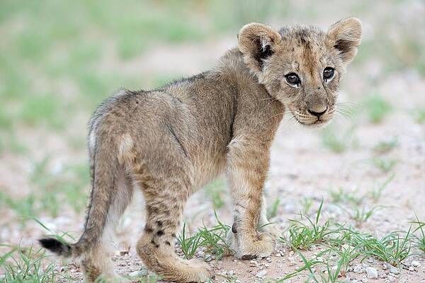 Wall Art - Photograph - African Lion Cub by Science Photo Library