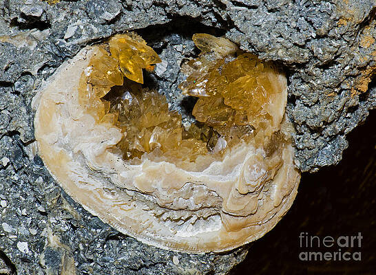 Wall Art - Photograph - Agatized Fossil Clam by Millard H. Sharp