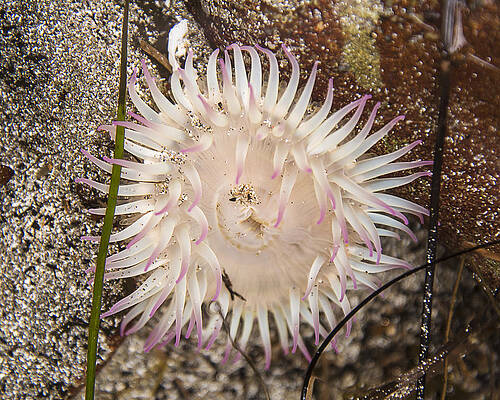 Aggregating Anemone by Lee Kirchhevel Aggregating Anemone by Lee Kirchhevel