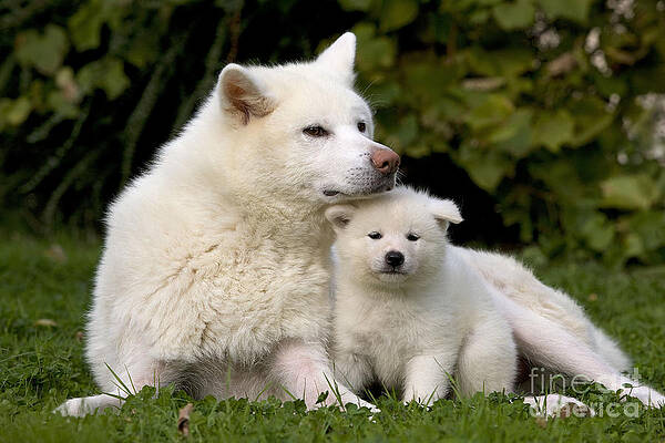 Wall Art - Photograph - Akita Inu Dog And Puppy by Jean-Michel Labat