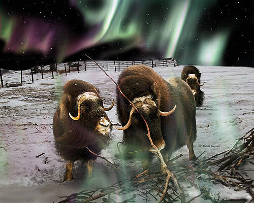 Alaska Aurora  Musk Ox Trio   # DA 173 by Dianne Roberson
