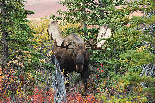Alaska Bull Moose 2 by David Drew Alaska Bull Moose 2 by David Drew