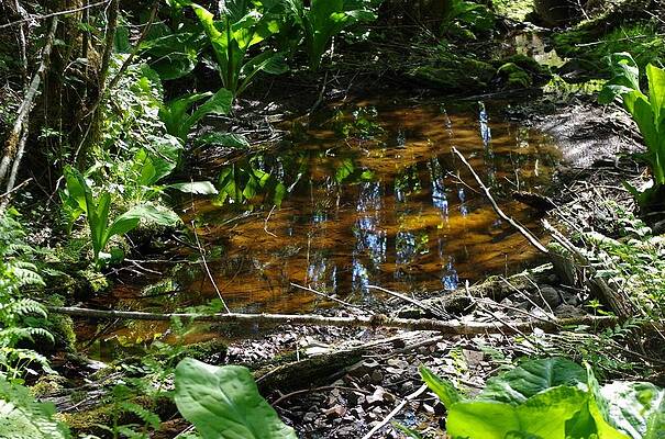 Alaska Creek Reflection by Sue Hull