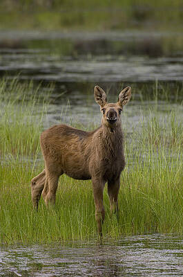 Wall Art - Photograph - Alaska Moose Calf Standing In Marsh by Michael Quinton