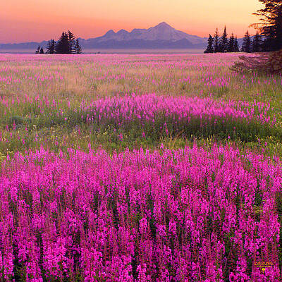 Fireweed - scenic landscape - Alaska by Steve Ellison Fireweed - scenic landscape - Alaska by Steve Ellison