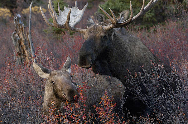 Wall Art - Photograph - Alaskan Moose And Calf Feeding by Michael Quinton