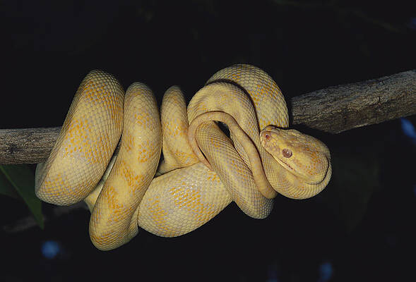 Wall Art - Photograph - Albino Carpet Python by Karl H. Switak