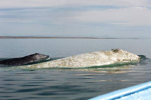 Wall Art - Photograph - Albino Grey Whale And Calf by Science Photo Library