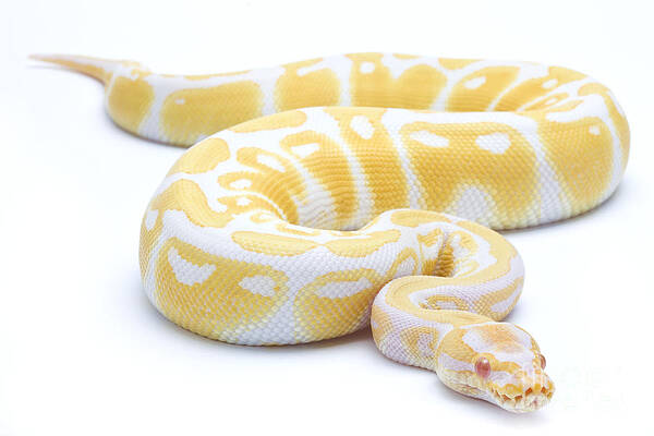 Wall Art - Photograph - Albino Royal Python by Michel Gunther