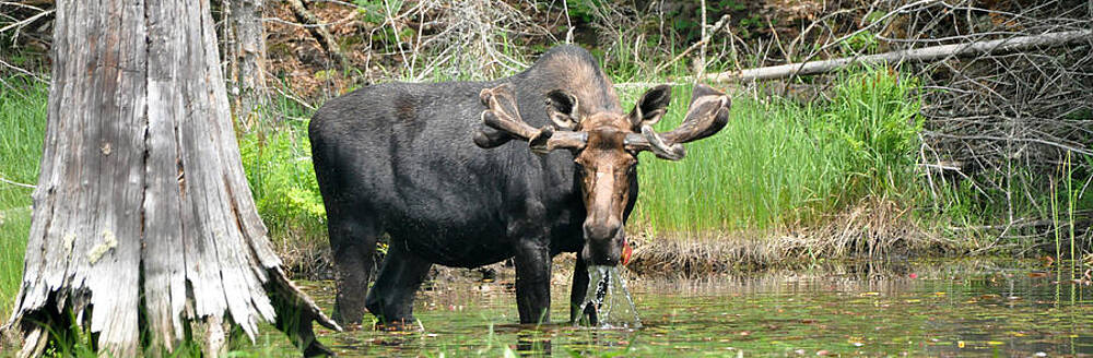 Algqonuin Moose by Darren Placido