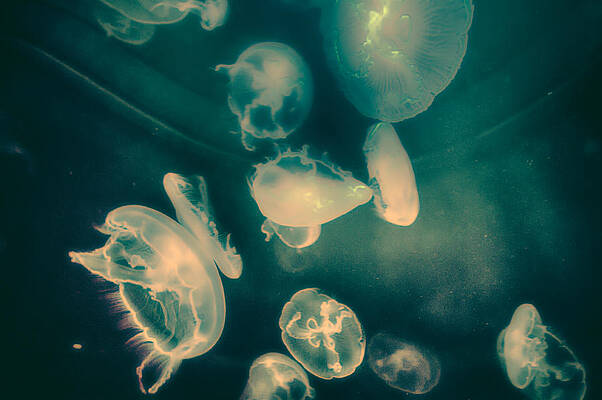 Alien Jellyfish by Trever Miller Alien Jellyfish by Trever Miller