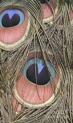 All Eyes On Me by Charlie Cliques All Eyes On Me by Charlie Cliques