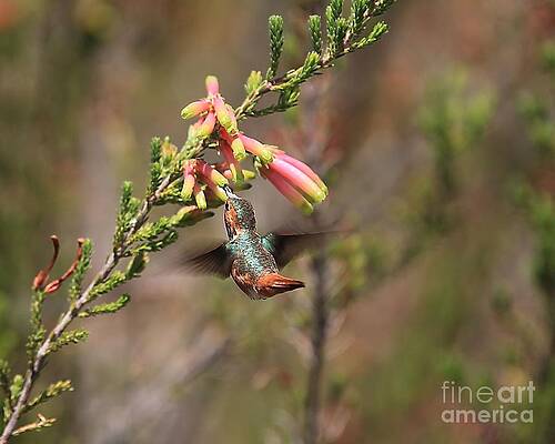 Wildlife_Allen Hummingbird in Flight by Randy Matthews Wildlife_Allen Hummingbird in Flight by Randy Matthews