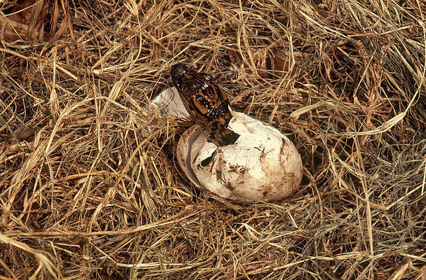 Wall Art - Photograph - Alligator Hatching Sequence, 2 Of 3 by Robert H. Potts