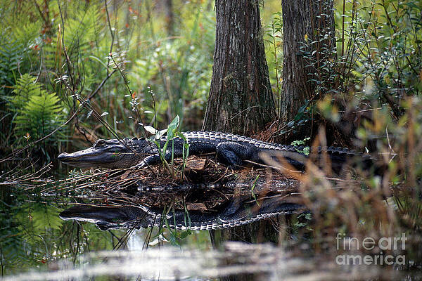 Wall Art - Photograph - Alligator In Okefenokee Swamp by William H. Mullins