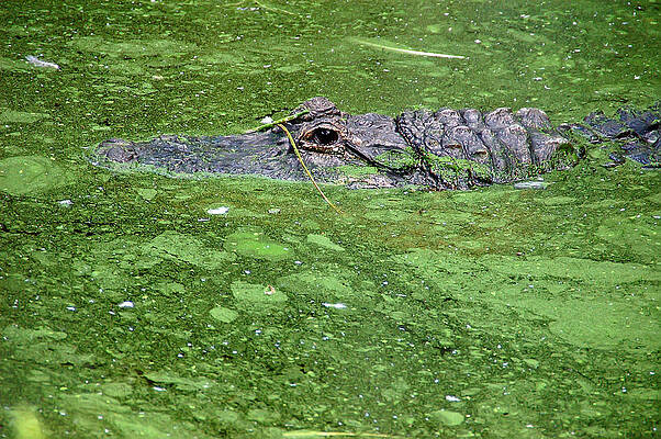 Wall Art - Photograph - Alligator in Swamp by Aimee L Maher ALM GALLERY