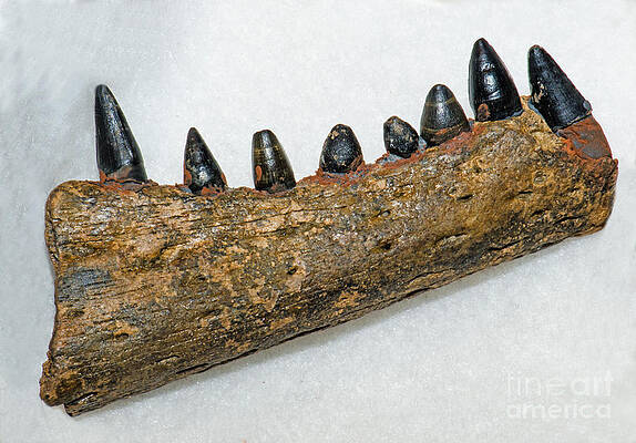 Wall Art - Photograph - Alligator Jaw Fossil by Millard H Sharp