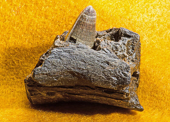 Wall Art - Photograph - Alligator Jaw Fragment And Tooth Fossil by Millard H. Sharp