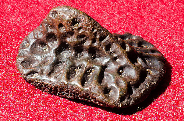 Wall Art - Photograph - Alligator Scute Fossil by Millard H. Sharp