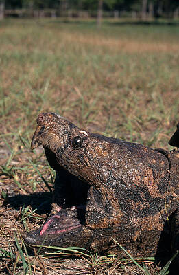 Wall Art - Photograph - Alligator Snapping Turtle by Karl H. Switak