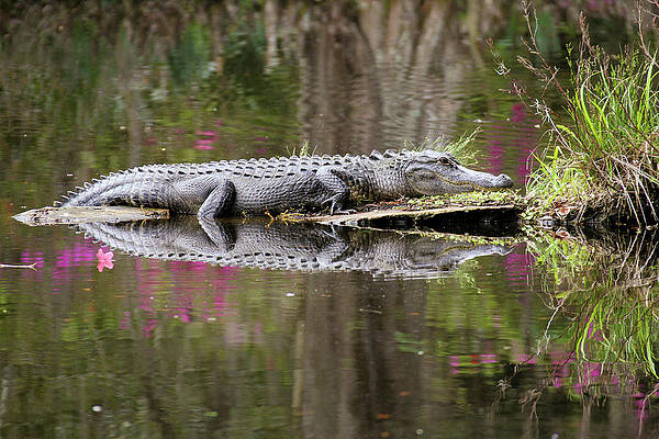 Alligator USA  Pictures and movies for promotional use. Print and