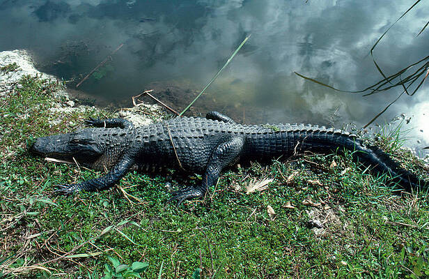 Wall Art - Photograph - Alligator Sunning Itself by Millard H. Sharp