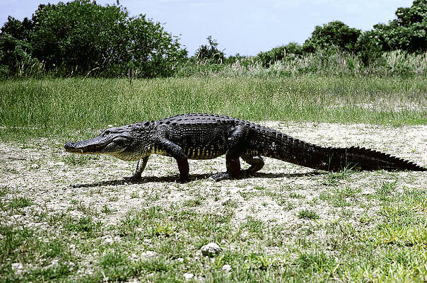 Wall Art - Photograph - Alligator Walking by W Treat Davidson