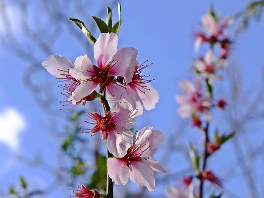 Almond Blossom by Nigel Cameron Almond Blossom by Nigel Cameron
