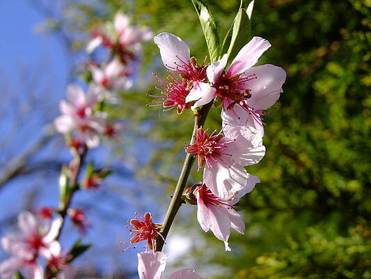 Almond Tree Blossom by Nigel Cameron Almond Tree Blossom by Nigel Cameron