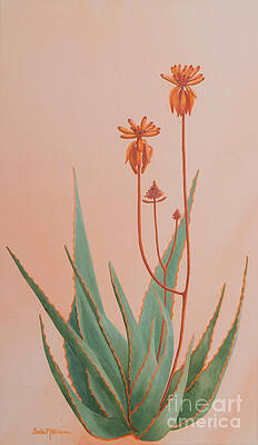 Aloe Family by Sandra Neumann Wilderman Aloe Family by Sandra Neumann Wilderman