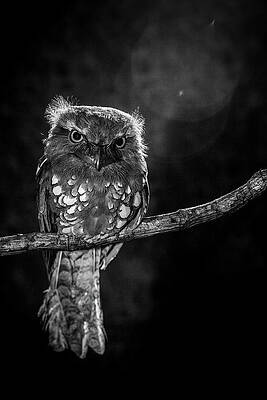 Wall Art - Photograph - Alone In The Night by