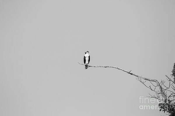 Alone on a gray day by Heidi Farmer Alone on a gray day by Heidi Farmer