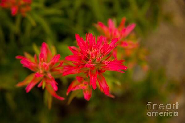 Lake Photograph - Along The Path To Iceburg Lake 20 by Natural Focal Point Photography