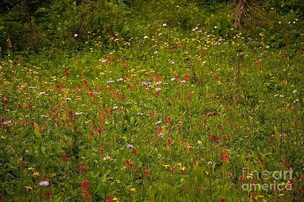 Glacier National Park Photograph - Along The Path To Iceburg Lake 5 by Natural Focal Point Photography